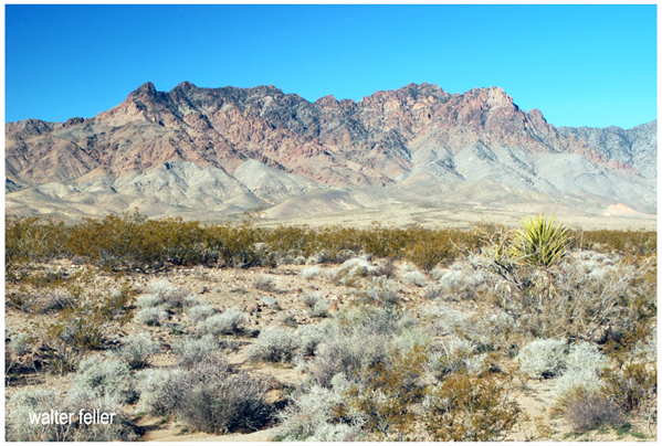 Providence Mountains in the Mojave Desert><BR>

<BR>
Like the New York Mountains to the north, the first discoveries made in the Providence Mountains were for silver. These discoveries, made in 1863, transformed the Macedonia Canyon area into the mining camp of Providence City. In 1880 another significant silver discovery was made at the 

Bonanza King. With 

the decline in silver prices, however, attention was turned toward gold, and the Hidden Hill, Gold Valley and Out West mining camps sprang up. During World War II, the immense iron deposits in Foshay Pass were mined, and silver, gold and copper mining has occurred at various places in the range during this century.

</p>

</td>
<td valign=top width=